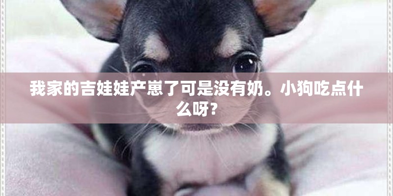 我家的吉娃娃产崽了可是没有奶。小狗吃点什么呀？