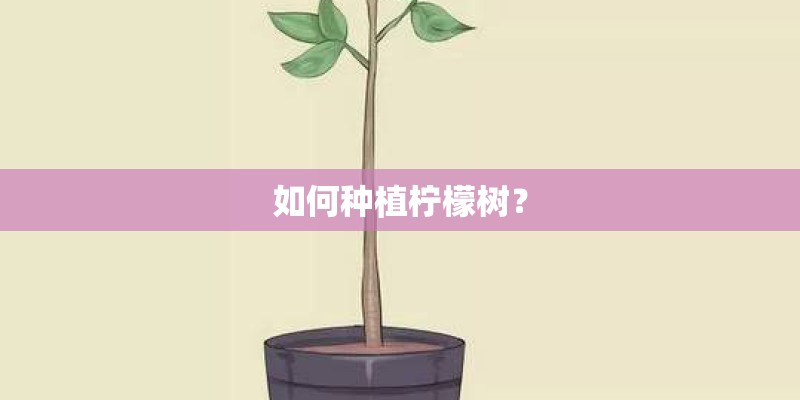 如何种植柠檬树? 如何种植柠檬树?