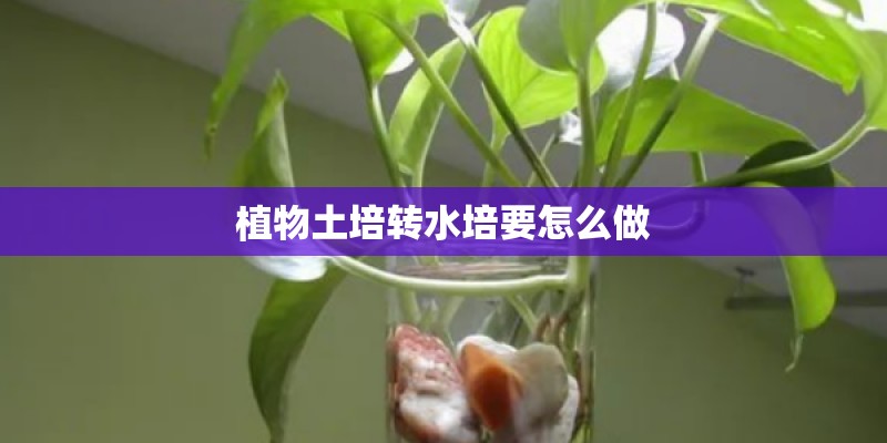 植物土培转水培要怎么做