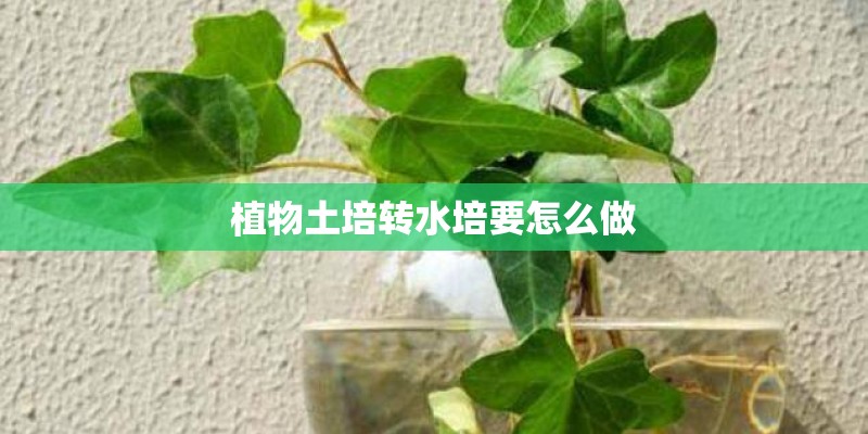 植物土培转水培要怎么做