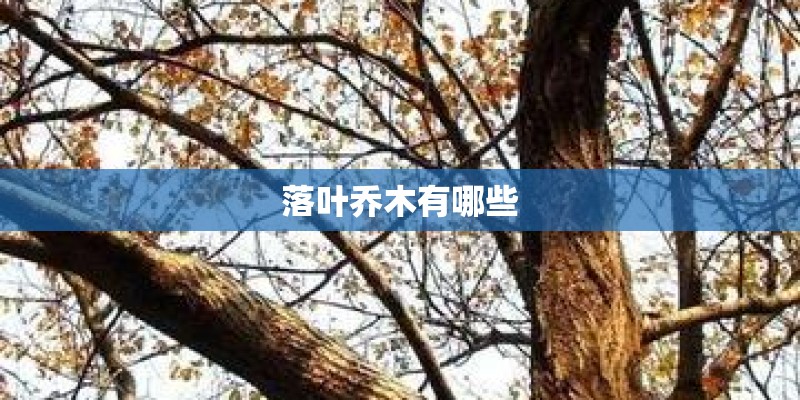 落叶乔木有哪些