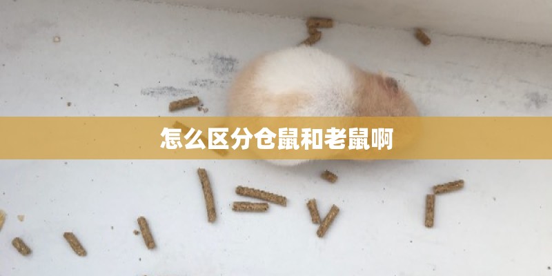 怎么区分仓鼠和老鼠啊