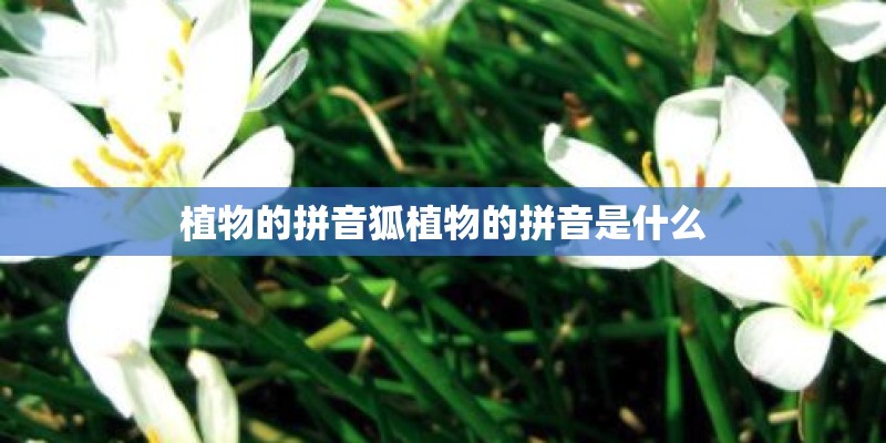 植物的拼音狐植物的拼音是什么