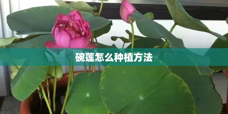 碗莲怎么种植方法