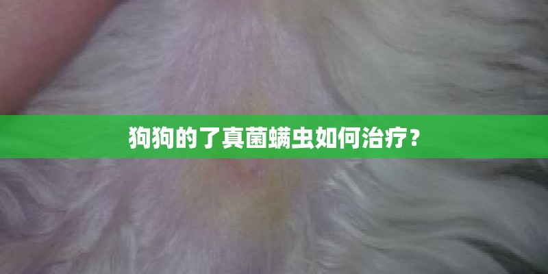 狗狗的了真菌螨虫如何治疗？