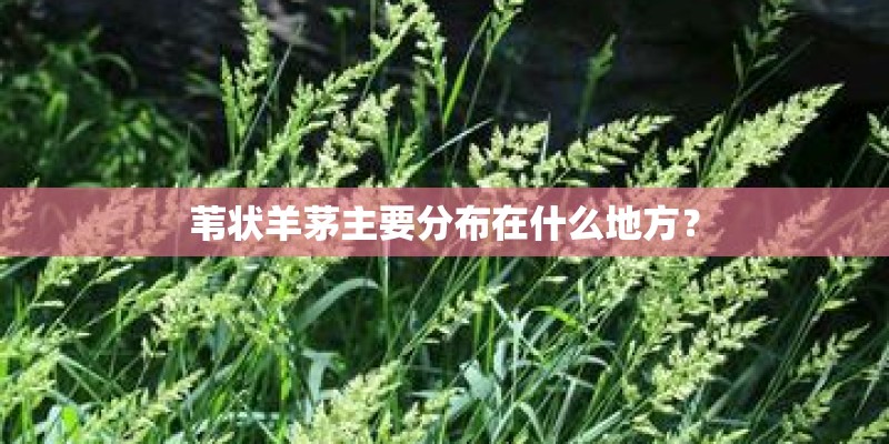 苇状羊茅主要分布在什么地方？