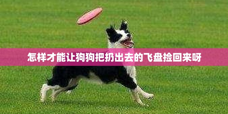 怎样才能让狗狗把扔出去的飞盘捡回来呀