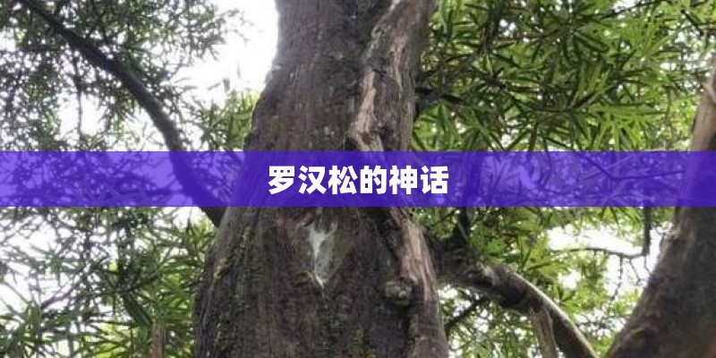 罗汉松的神话 罗汉松的神话
