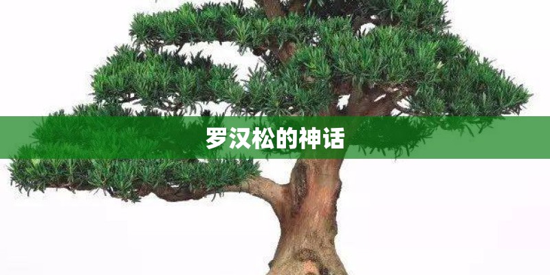 罗汉松的神话 罗汉松的神话