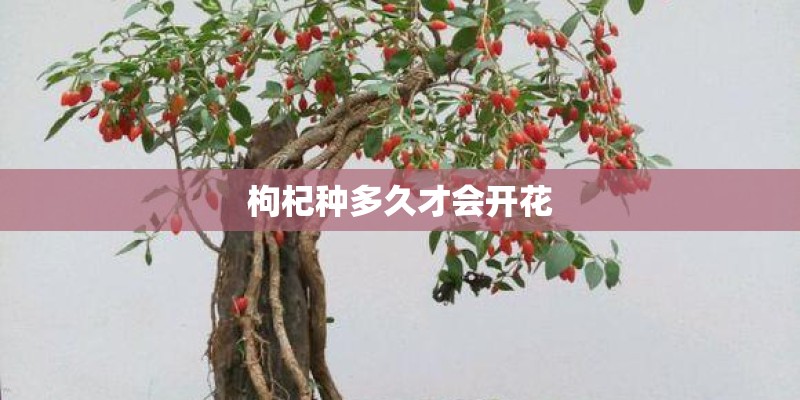 枸杞种多久才会开花
