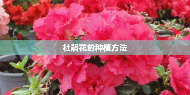 杜鹃花的种植方法