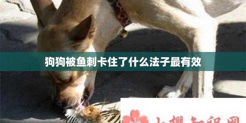 狗狗被鱼刺卡住了什么法子最有效