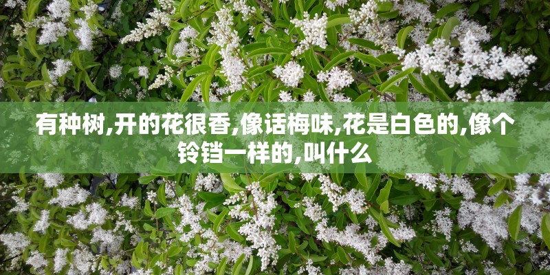 有种树,开的花很香,像话梅味,花是白色的,像个铃铛一样的,叫什么 有种树,开的花很香,像话梅味,花是白色的,像个铃铛一样的,叫什么