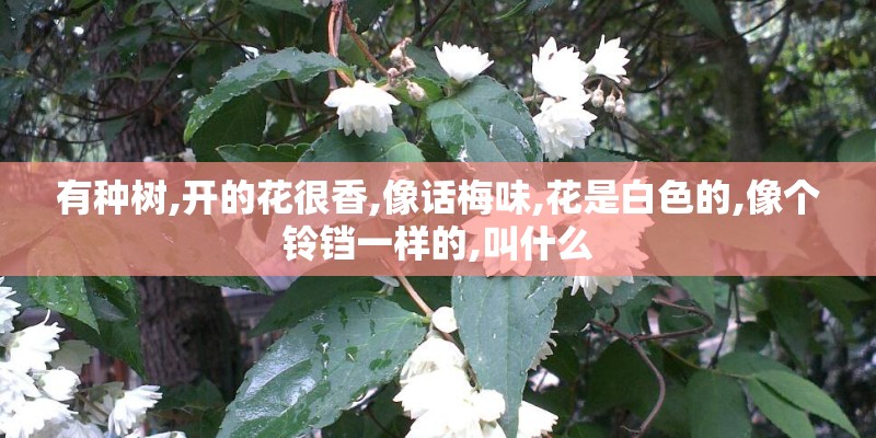 有种树,开的花很香,像话梅味,花是白色的,像个铃铛一样的,叫什么 有种树,开的花很香,像话梅味,花是白色的,像个铃铛一样的,叫什么