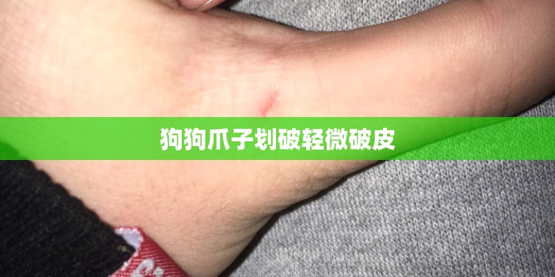 狗狗爪子划破轻微破皮 狗狗爪子划破轻微破皮