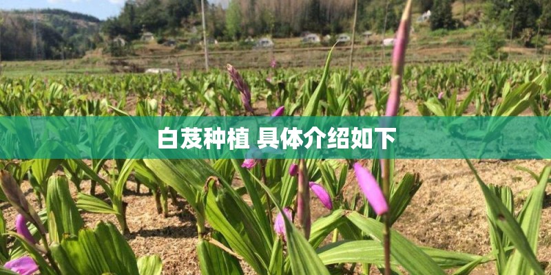 白芨种植 具体介绍如下