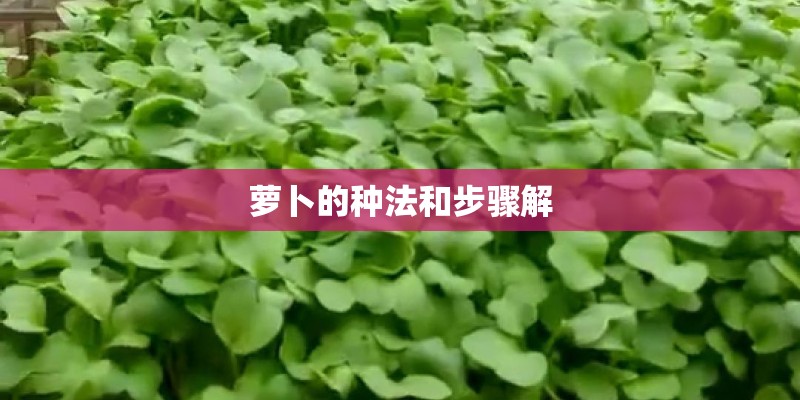 大众皮卡2025款落地价 大众皮卡2025款落地价