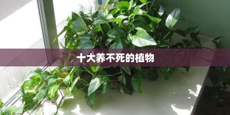 十大养不死的植物 十大养不死的植物