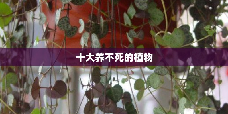 十大养不死的植物 十大养不死的植物