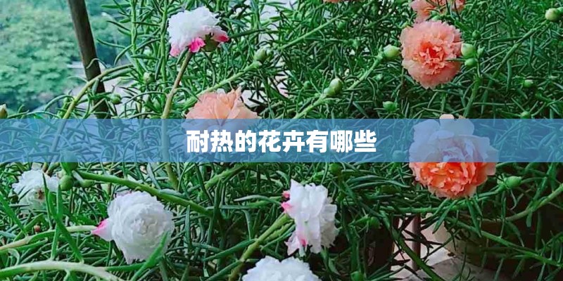 耐热的花卉有哪些 耐热的花卉有哪些