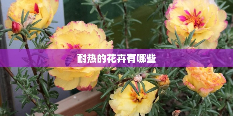 耐热的花卉有哪些 耐热的花卉有哪些
