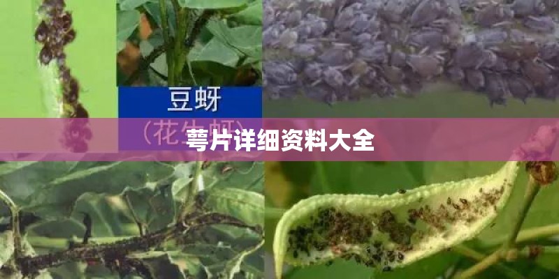 萼片详细资料大全 萼片详细资料大全