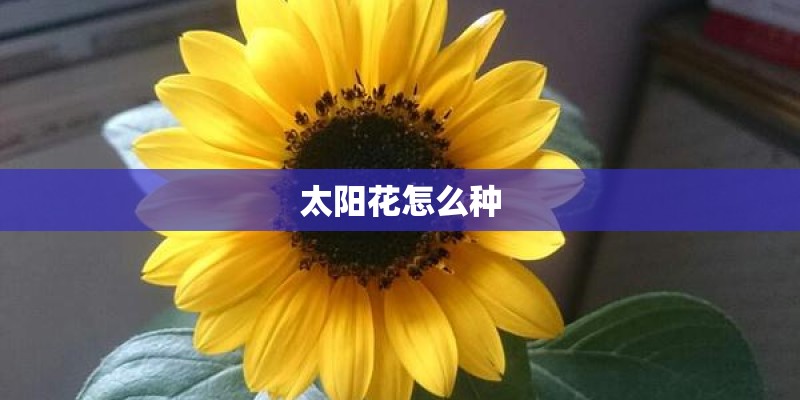 太阳花怎么种 太阳花怎么种