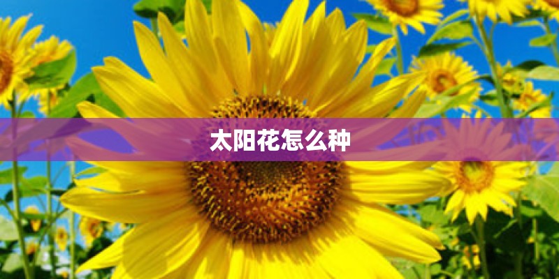 太阳花怎么种 太阳花怎么种