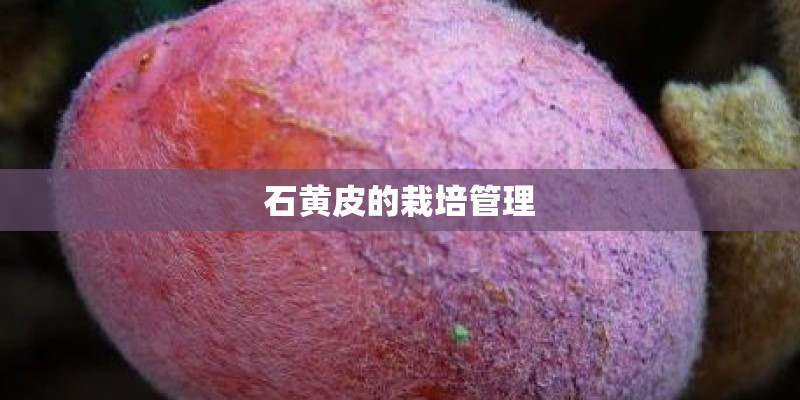 石黄皮的栽培管理 石黄皮的栽培管理