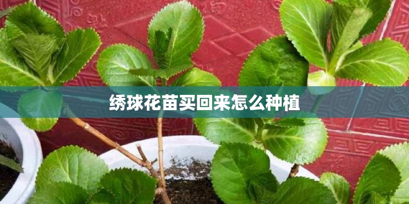 绣球花苗买回来怎么种植 绣球花苗买回来怎么种植
