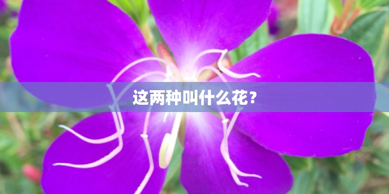 这两种叫什么花? 这两种叫什么花?