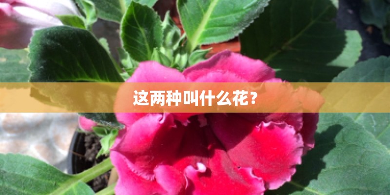 这两种叫什么花? 这两种叫什么花?