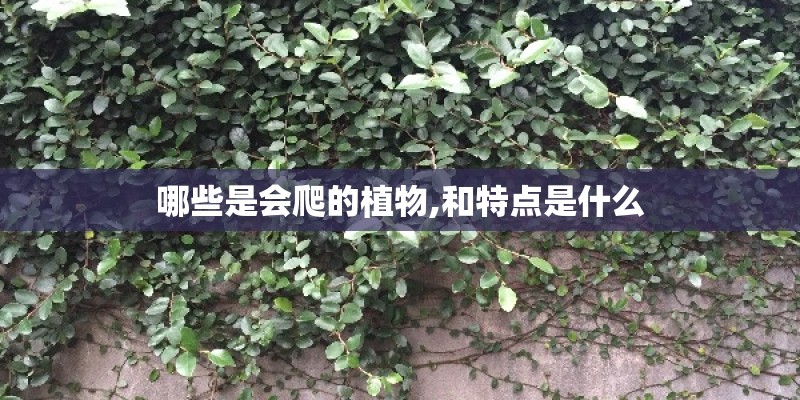 哪些是会爬的植物,和特点是什么 哪些是会爬的植物,和特点是什么