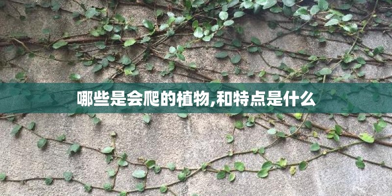 哪些是会爬的植物,和特点是什么 哪些是会爬的植物,和特点是什么