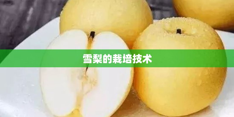 雪梨的栽培技术 雪梨的栽培技术