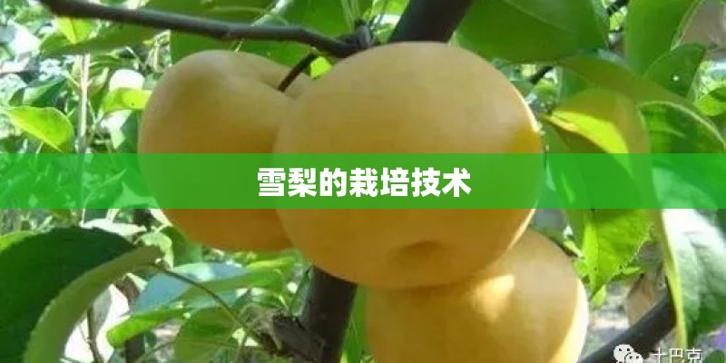 雪梨的栽培技术 雪梨的栽培技术
