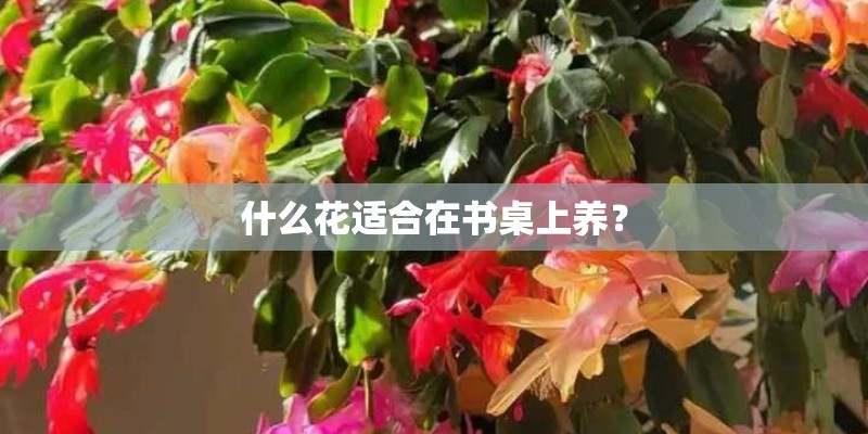 什么花适合在书桌上养? 什么花适合在书桌上养?