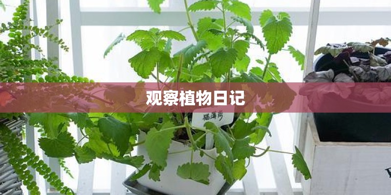 观察植物日记 观察植物日记