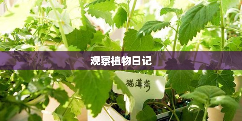 观察植物日记 观察植物日记