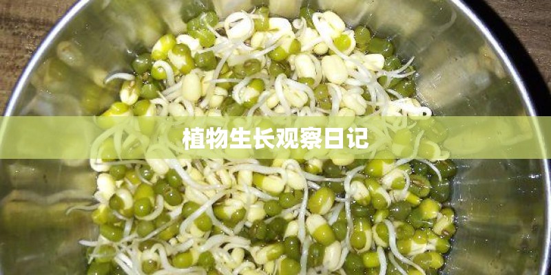 植物生长观察日记 植物生长观察日记