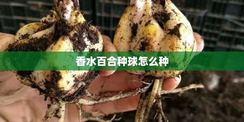 香水百合种球怎么种 香水百合种球怎么种