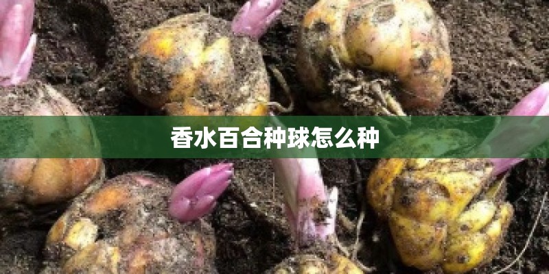 香水百合种球怎么种 香水百合种球怎么种