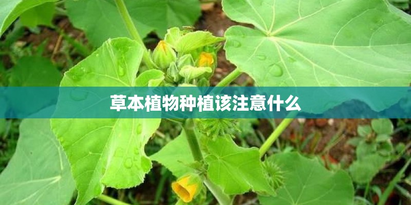 草本植物种植该注意什么 草本植物种植该注意什么