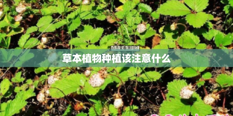 草本植物种植该注意什么 草本植物种植该注意什么