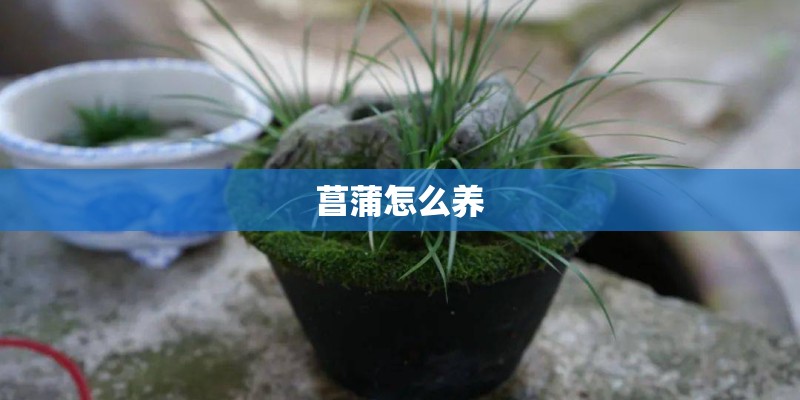 菖蒲怎么养 菖蒲怎么养