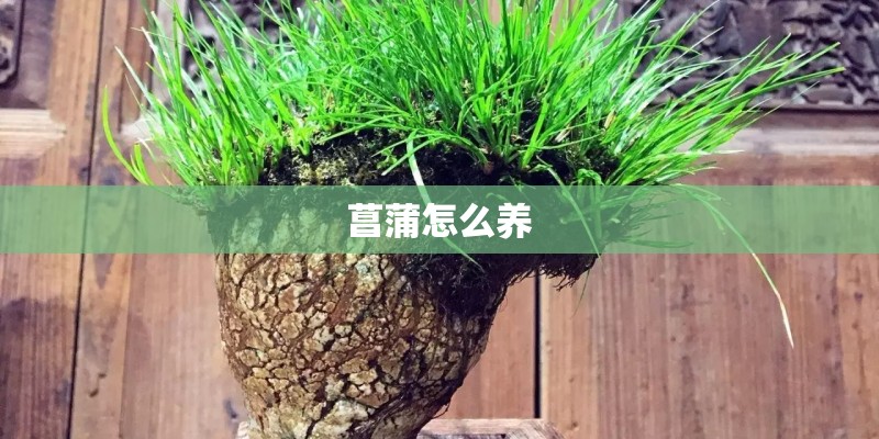 菖蒲怎么养 菖蒲怎么养