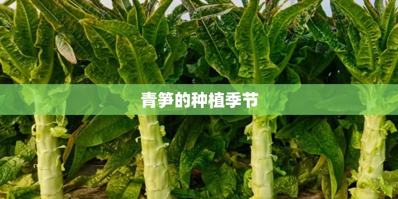青笋的种植季节 青笋的种植季节