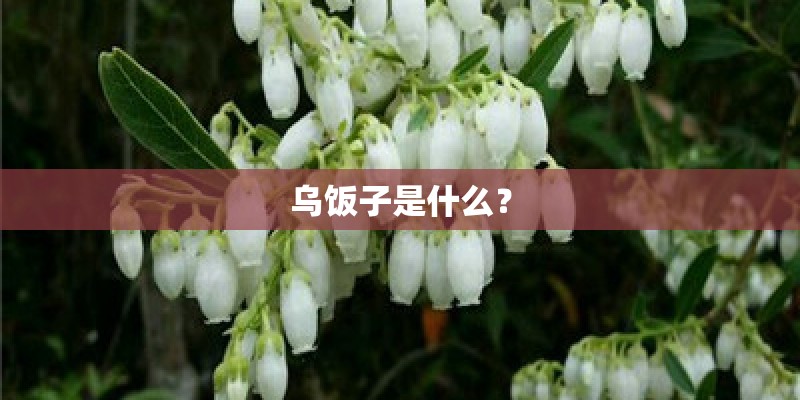 乌饭子是什么? 乌饭子是什么?