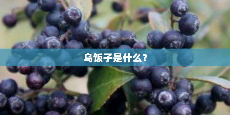 乌饭子是什么? 乌饭子是什么?