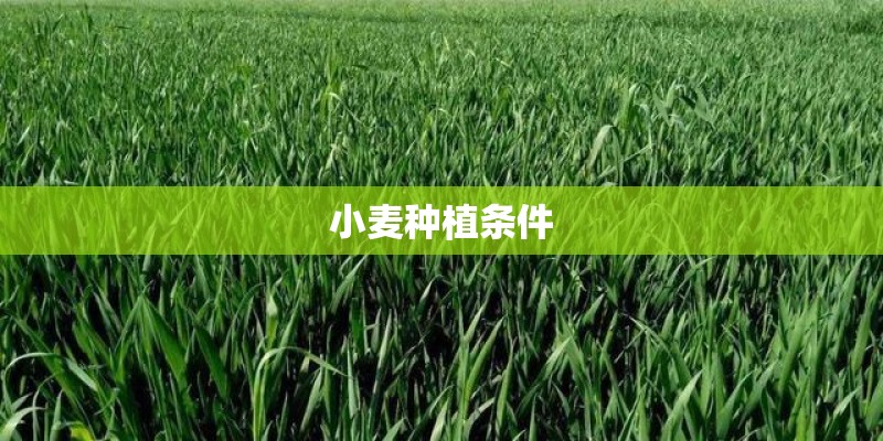 小麦种植条件 小麦种植条件